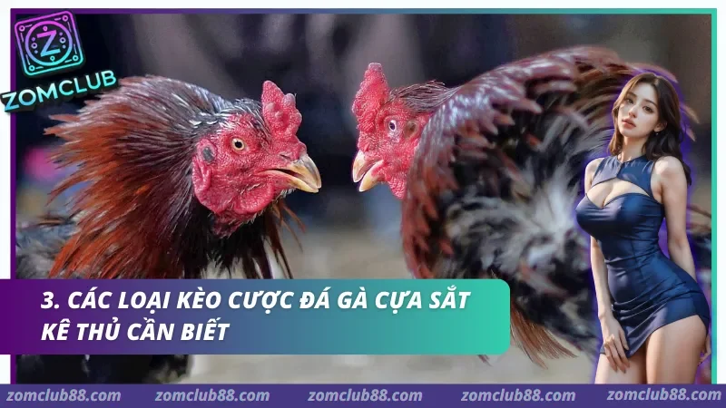Hình ảnh Da Ga Cua Sat Zomclub 2 trong bài viết Kinh nghiệm chơi Xóc đĩa Zomclub: Bí kíp Soi cầu & Quản vốn 2026. Các loại kèo cược Đá gà cựa sắt kê thủ cần biết