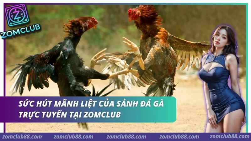 Sức hút mãnh liệt của sảnh Đá gà trực tuyến tại Zomclub