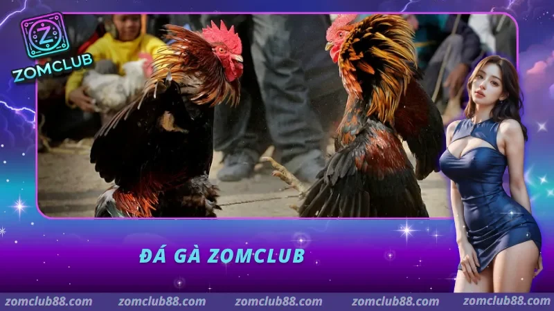 đá gà zomclub