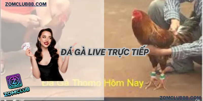 trải nghiệm sảnh đá gà live zomclub sắc nét 2026