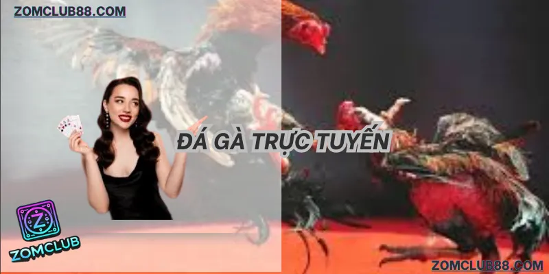 trải nghiệm đá gà đổi thưởng zomclub trực tiếp thomo 2026