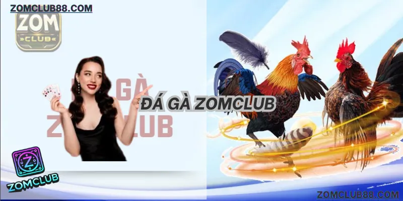 Đá Gà Zomclub: Bí Kíp Soi Kèo & Thắng Lớn Số 1 (2026)