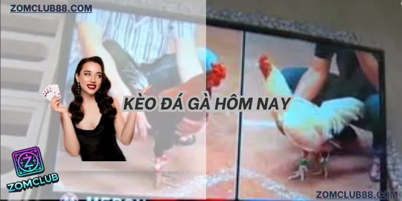 hướng dẫn đọc kèo meron wala bdd tại zomclub