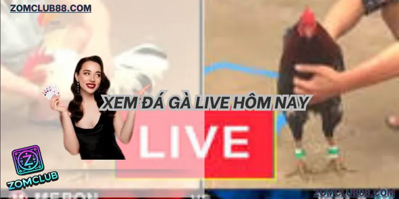 hướng dẫn chốt kèo đá gà live zomclub trên di động