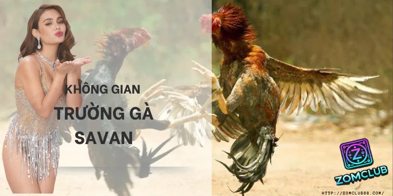 không gian thi đấu thực tế tại trường gà savan chuyên nghiệp 2026