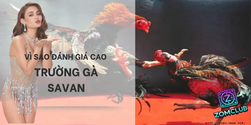 những ưu điểm vượt trội của trường gà savan nước lào