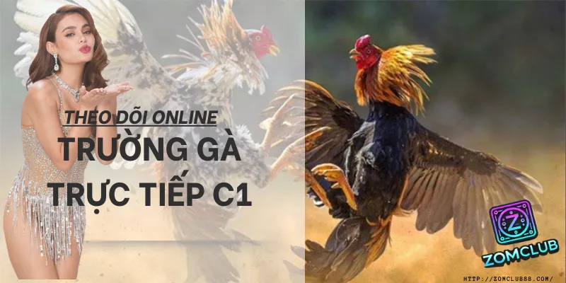 Kinh nghiệm đá gà C1. bí kíp quản lý vốn khi xem đá gà trực tiếp c1 online