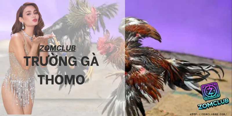 Trường Gà Thomo: Bí Kíp Soi Kèo & Thắng Lớn Số 1 (2026)